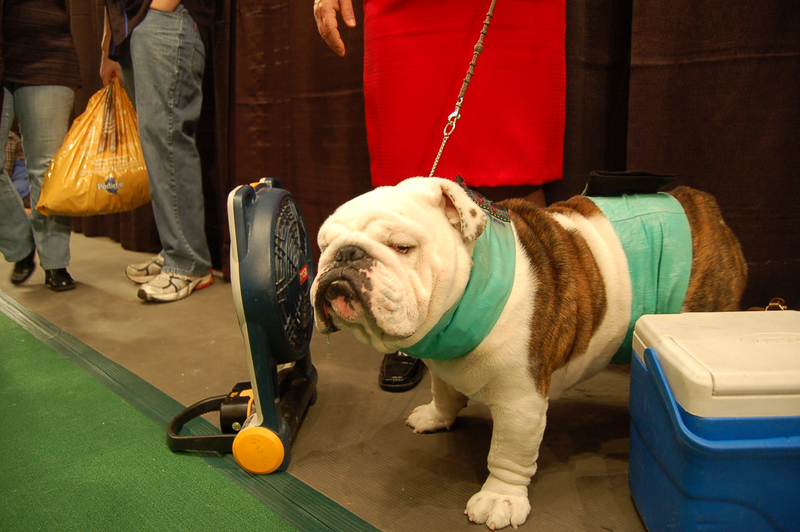 Illustration for article titled Picking Up Scraps At The Westminster Dog Show